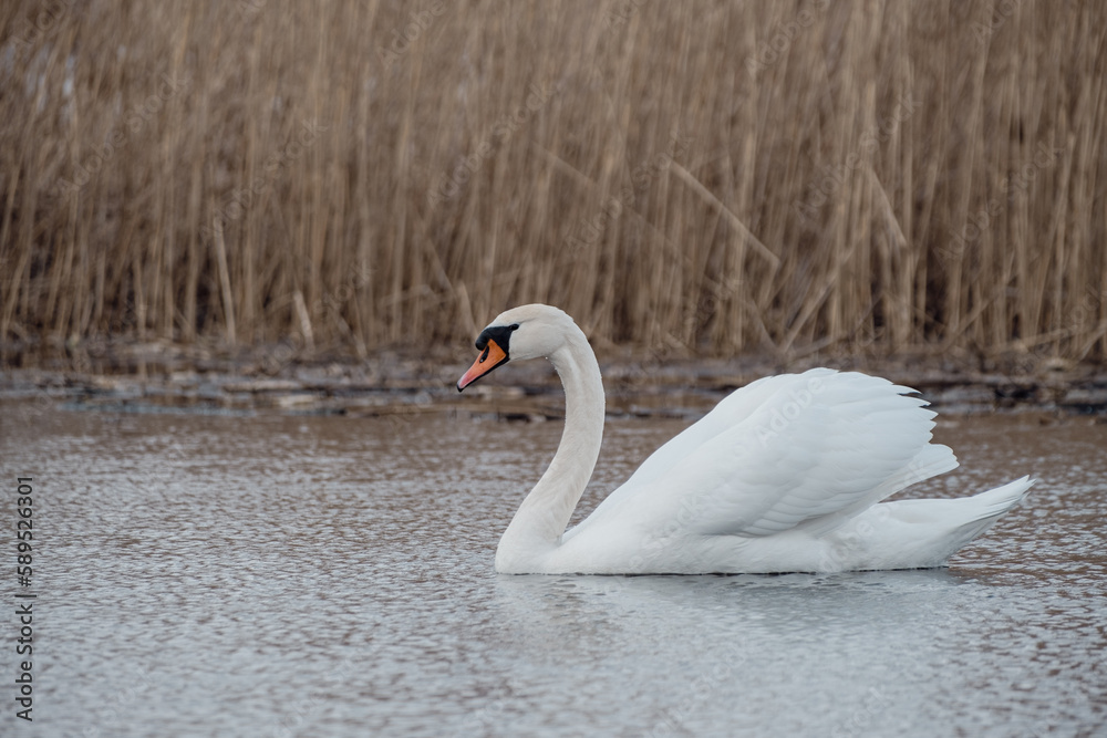 swan on lake water in overcast day, swans on pond, nature series swan on lake water in overcast day, swans on pond, nature series