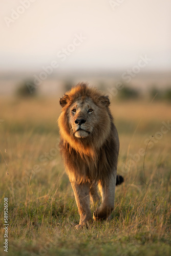 A royal walk of a Lion during morning hours in Savanah, Masai Mara, Kenya