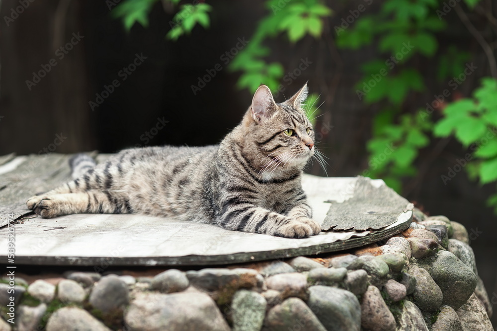 Obraz premium Young domestic tabby cat relax at farm yard