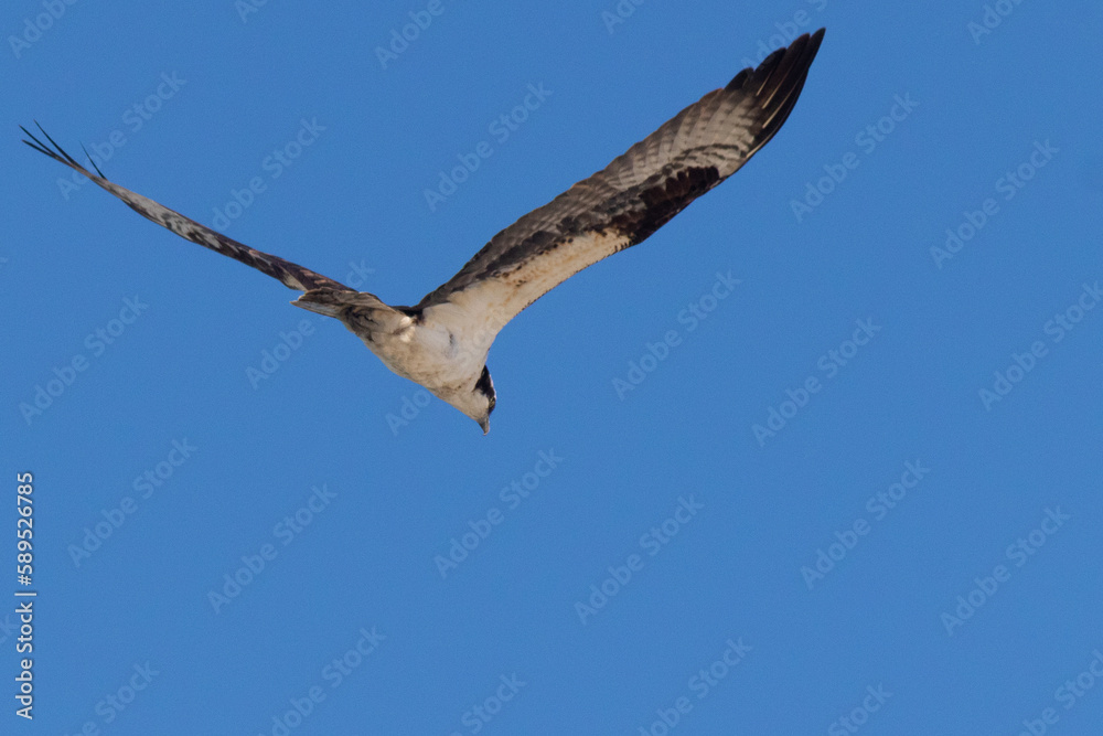 This beautiful osprey was soaring in this blue sky when I took this picture. This large size hawk has such a huge wingspan. The raptor looked magnificent with the striped wing pattern and white belly. This beautiful osprey was soaring in this blue sky when I took this picture. This large size hawk has such a huge wingspan. The raptor looked magnificent with the striped wing pattern and white belly.