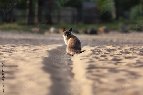Photography Cute Thai cat sitting outdoors on the sand in summer sunset