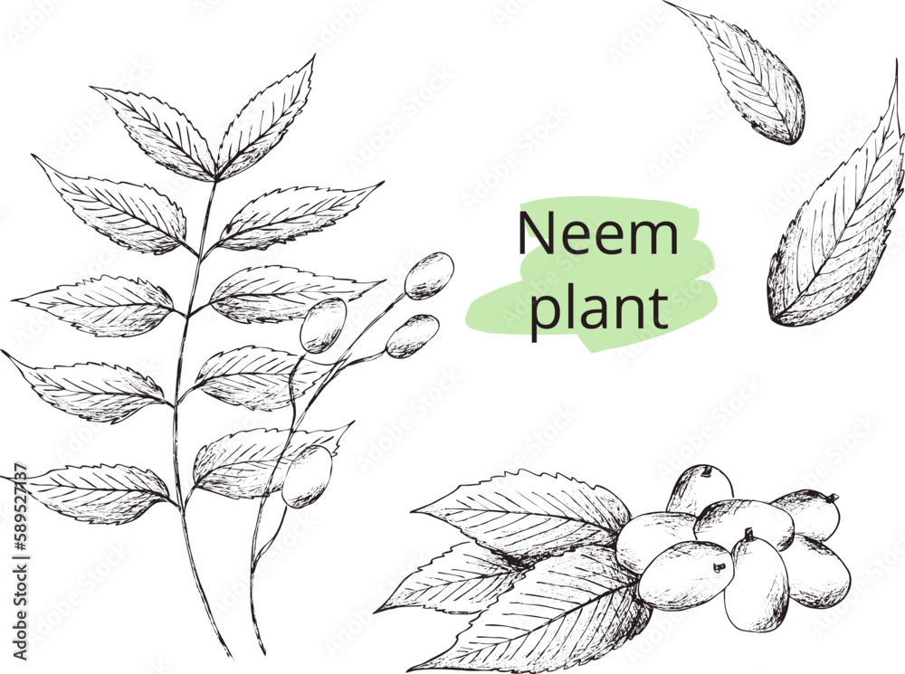 Top 140+ neem leaf drawing