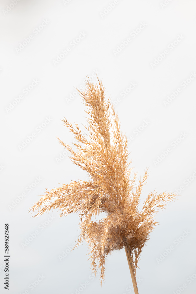 Fototapeta premium ears isolated on white background