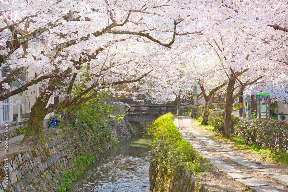 Cherry Blossoms along the Philosopher's Path