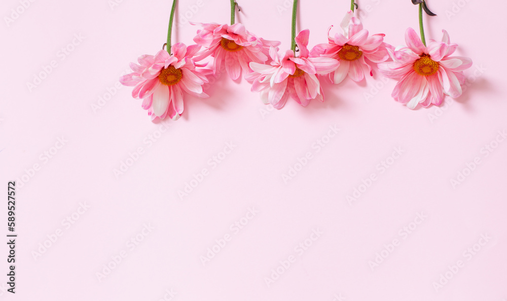 pink chrysanthemums on pink background  background