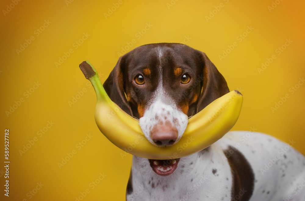 photo of a dog in the studio, a piebald dachshund on a yellow background with a banana, a funny photo of a pet