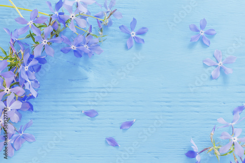 blue periwinkle on old blue wooden background