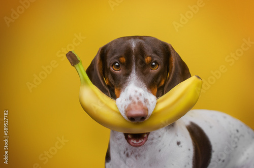 photo of a dog in the studio  a piebald dachshund on a yellow background with a banana  a funny photo of a pet