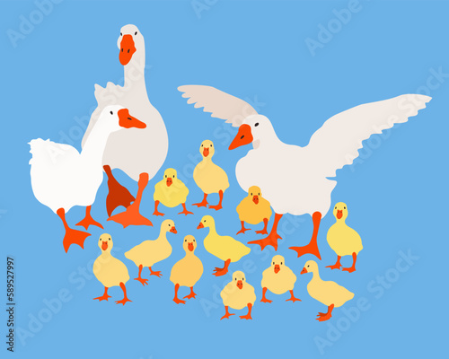 Vector bright illustration with geese and goslings on blue background. Farm birds. Farming. Village.