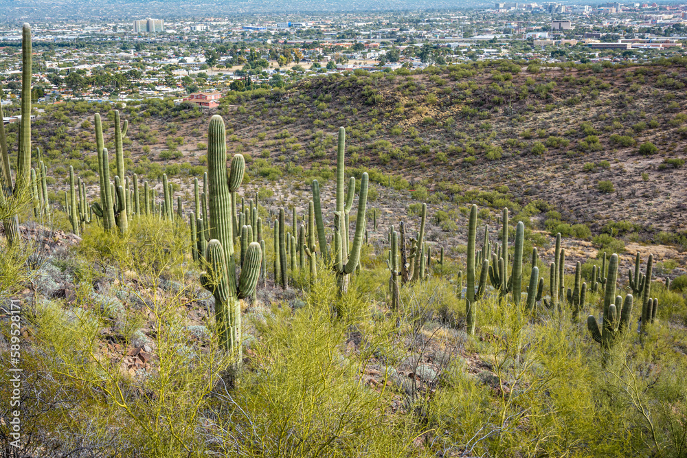 Vegetation at Tumamoc Hill, Tucson, Arizona
Vegetation at Tumamoc Hill, Tucson, Arizona