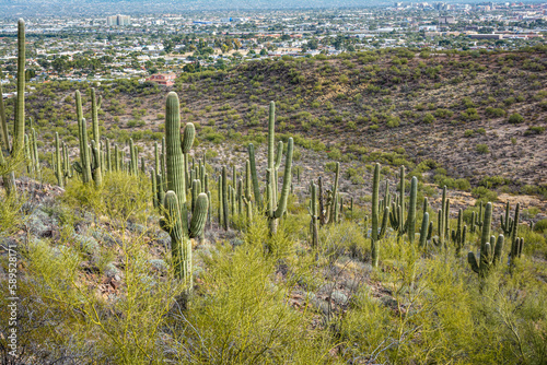 Vegetation at Tumamoc Hill, Tucson, Arizona
