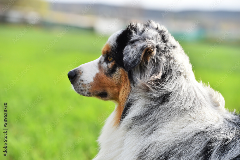 un perro pastor australiano en un campo verde