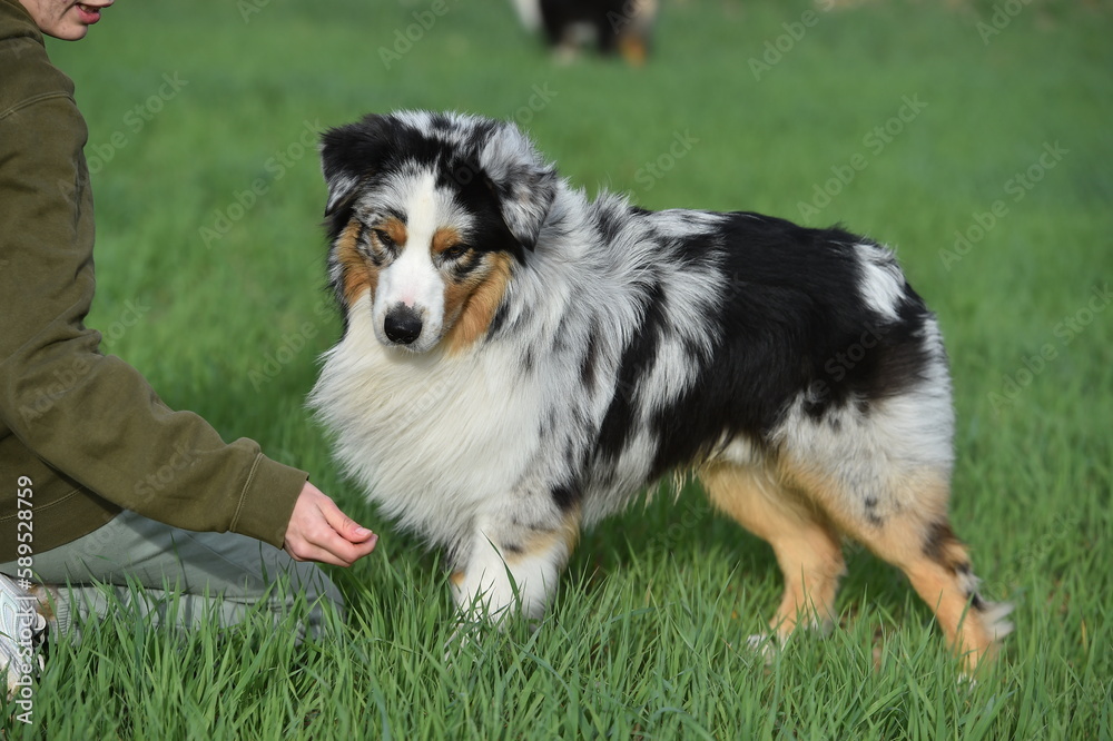 un precioso perro de raza pastor australiano en un campo verde un precioso perro de raza pastor australiano en un campo verde