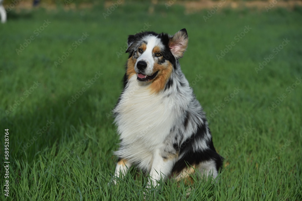 un precioso perro de raza pastor australiano en un campo verde