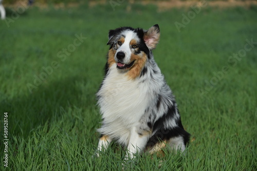 un precioso perro de raza pastor australiano en un campo verde