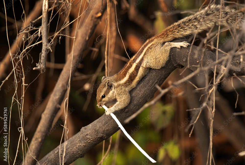 A Squirrel on a tree eating a straw Keoladeo Ghana National Park, Bharatpur, India