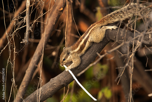 A Squirrel on a tree eating a straw Keoladeo Ghana National Park, Bharatpur, India