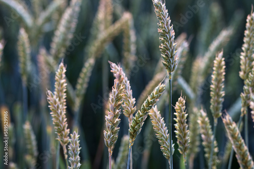 Wheat plants at sunset in agricultural field, ripening wheat in the farmer‘s field, ecological cereals for producing healthy food ; nature and plant background concept