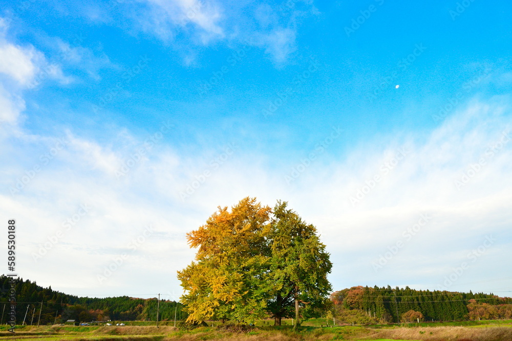 Fototapeta premium 村松蛭野のイチョウ（新潟県）