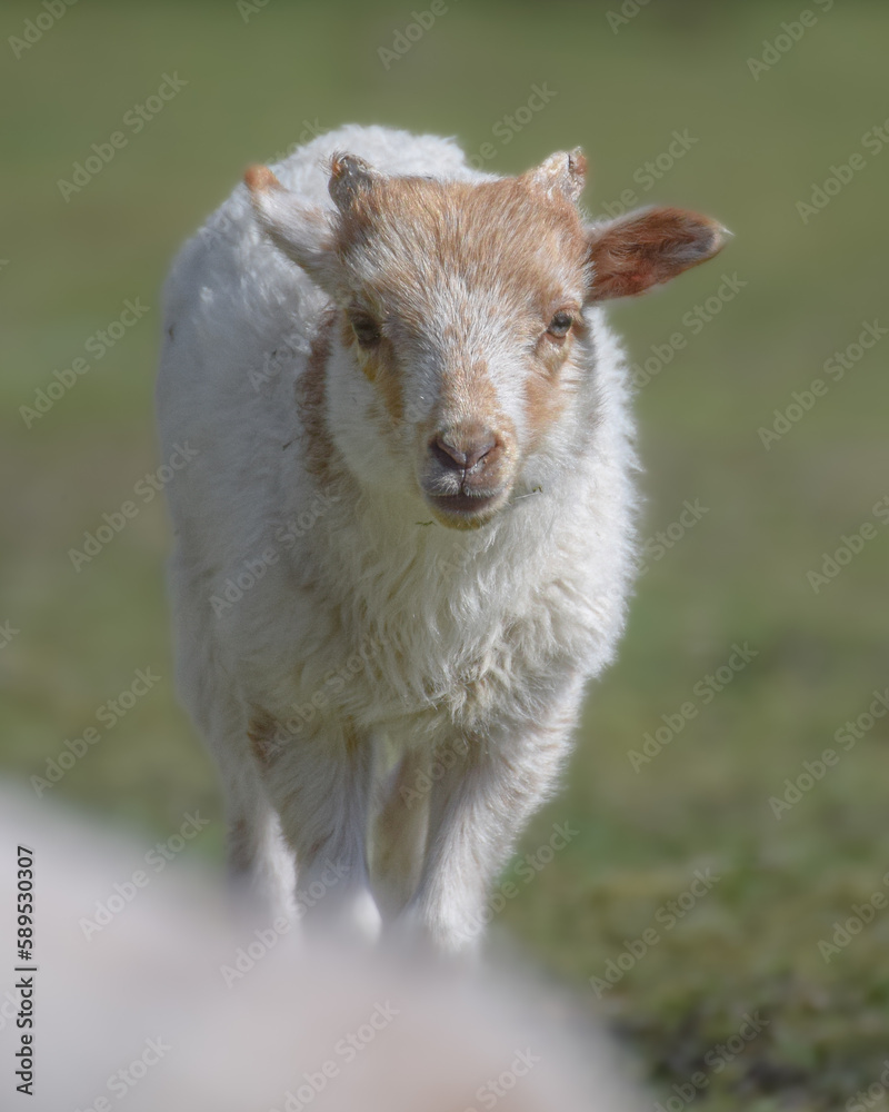 Adorable little white and brown newborn lamb Adorable little white and brown newborn lamb