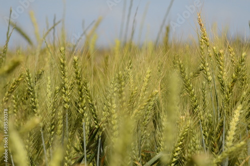 Young green wheat in the field. Green and pale yellow ears of wheat. Freekeh