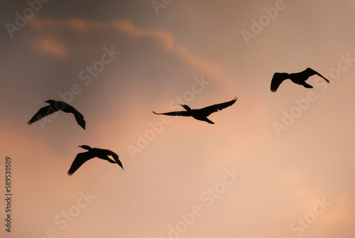little cormorant flying during sunset at Keoladeo Ghana National Park  Bharatpur  India