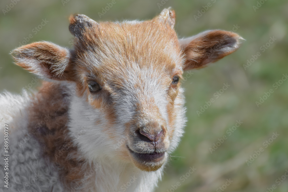 Fototapeta premium Adorable little white and brown newborn lamb