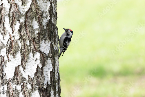 Lesser spotted woodpecker sitting on a birch trunk