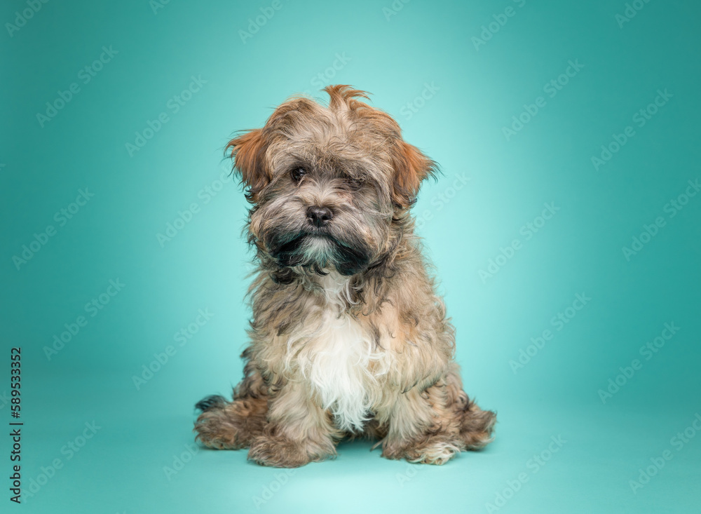 A studio portrait of an adorable Havanese Puppy on a teal background sitting looking at the camera A studio portrait of an adorable Havanese Puppy on a teal background sitting looking at the camera