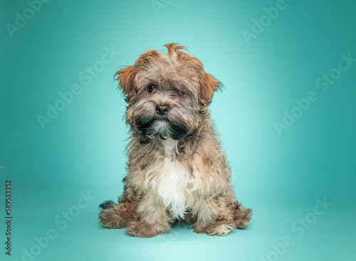 A studio portrait of an adorable Havanese Puppy on a teal background sitting looking at the camera
