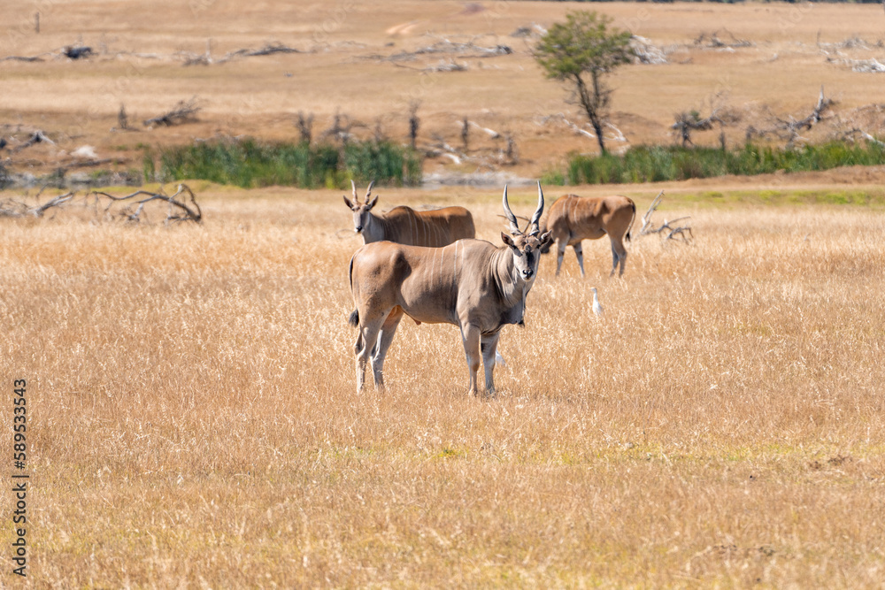 Naklejka premium Antelope 