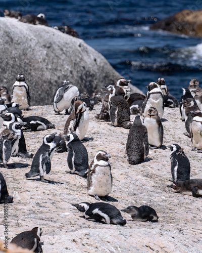 King's penguins