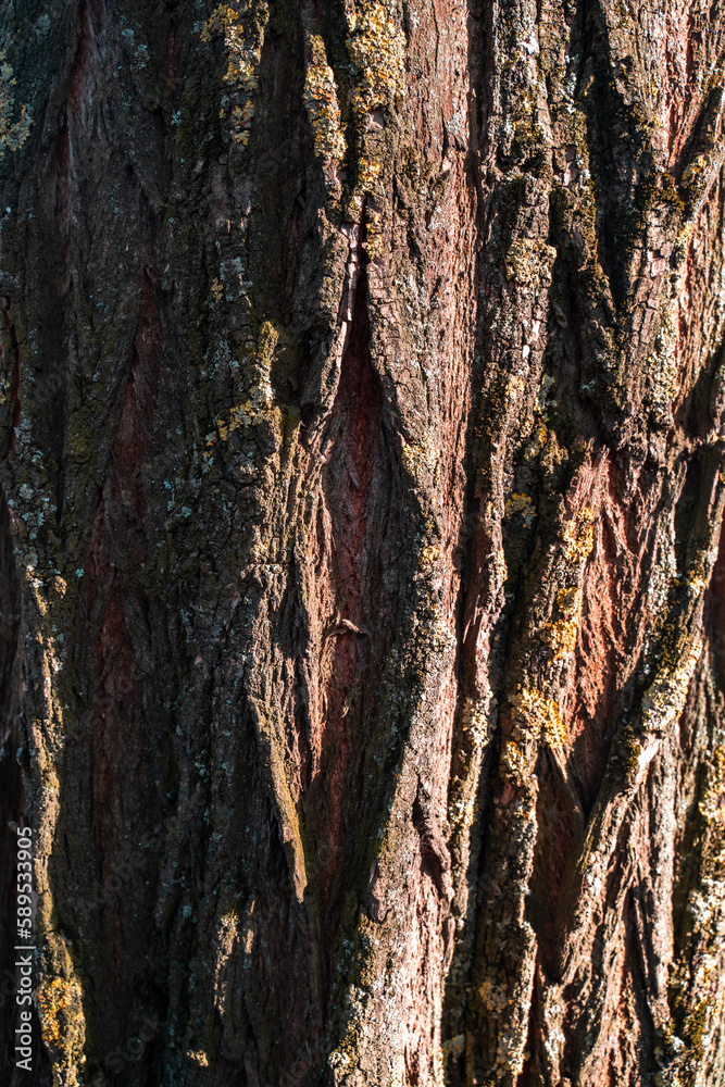 Obraz premium bark of a tree