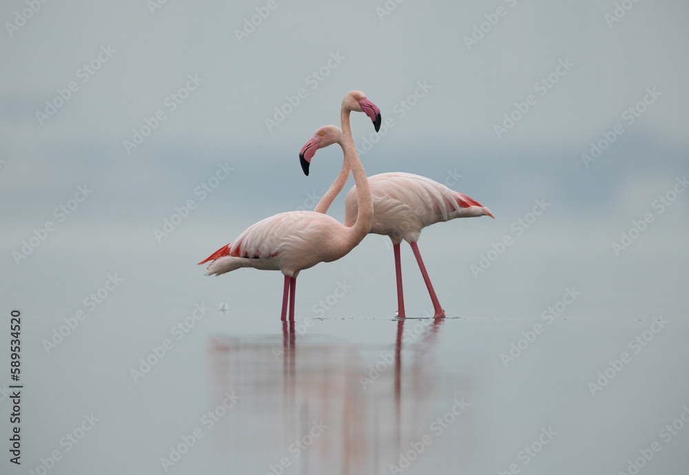 A pair of Greater Flamingos in the early morning hours at Eker creek, Bahrain