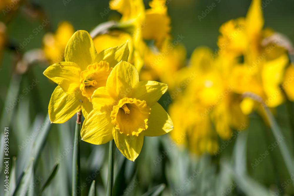 yellow narcissus flowers in a park, springtime yellow narcissus flowers in a park, springtime