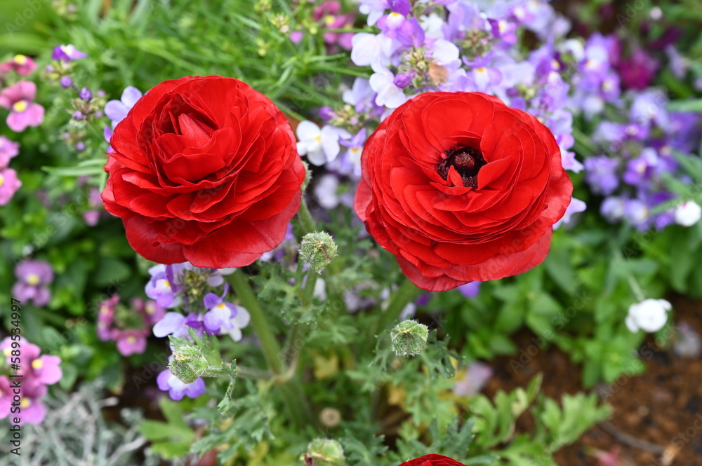真っ赤な色のラナンキュラスの花