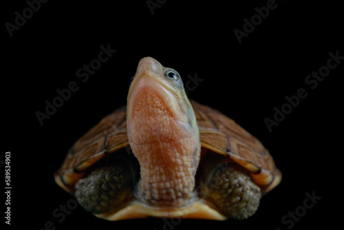 yellow pond turtle (Mauremys mutica)