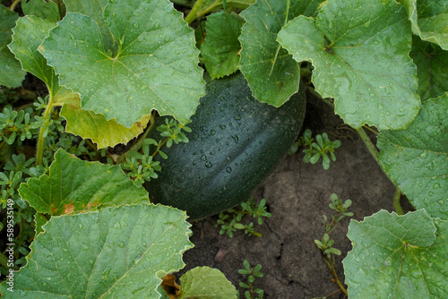 Green striped zucchini with raindrops. Courgette in the raindrops. Growing organic zucchini in the vegetable garden