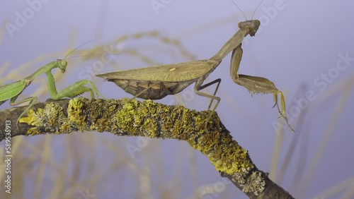 Male praying mantis approaches very large female, the female turns around and looks around. Praying mantis mating. Transcaucasian tree mantis (Hierodula transcaucasica) photo