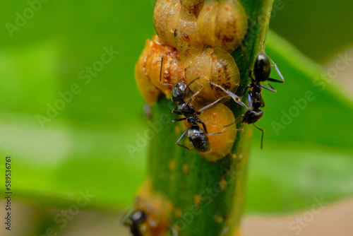 Macro Photo of Ants Feeding on Citrus Tree Scale photo