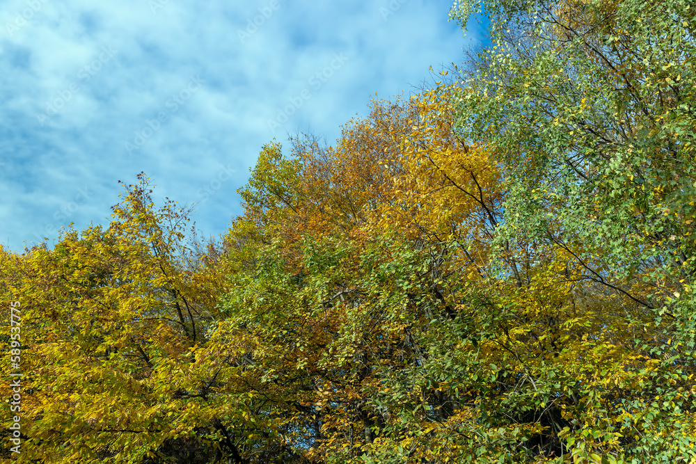 A forest with different trees in the autumn season
