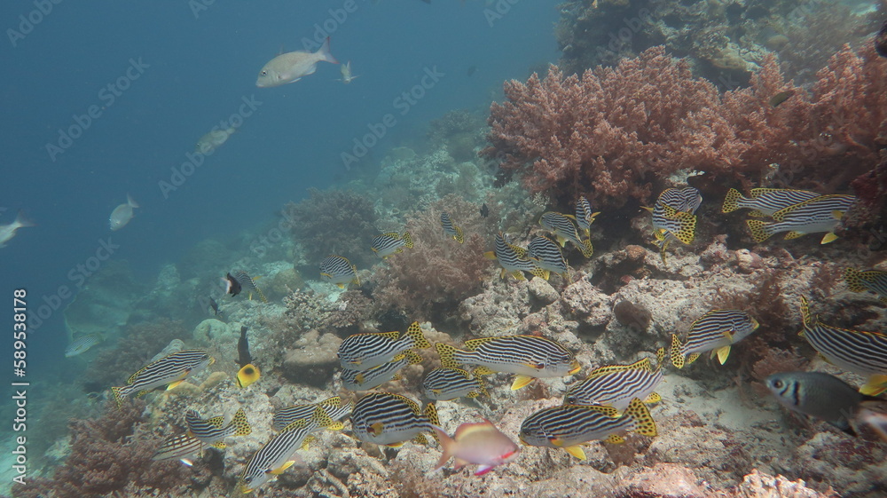 Naklejka premium セブダイビング