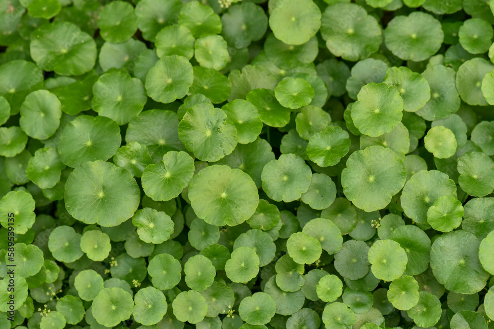 Centella asiatica has medicinal properties and can be used to make drinks and food. Centella asiatica has medicinal properties and can be used to make drinks and food.