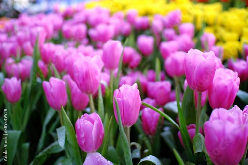 Pink tulips in garden.