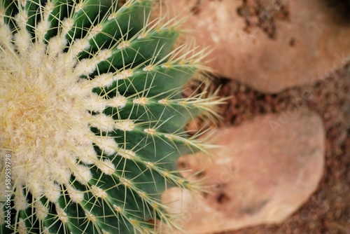 Beautiful succulents and cactus plant in garden.