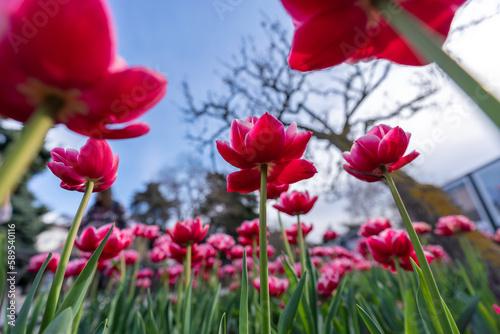 Tulips in a flower bed  pink blooming flowers against the sky and trees  spring flowers.