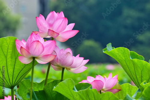                                                                                           Beautiful lotus flowers at Shinobazu Pond in Ueno  Tokyo  with copy space  Tokyo  Japan 