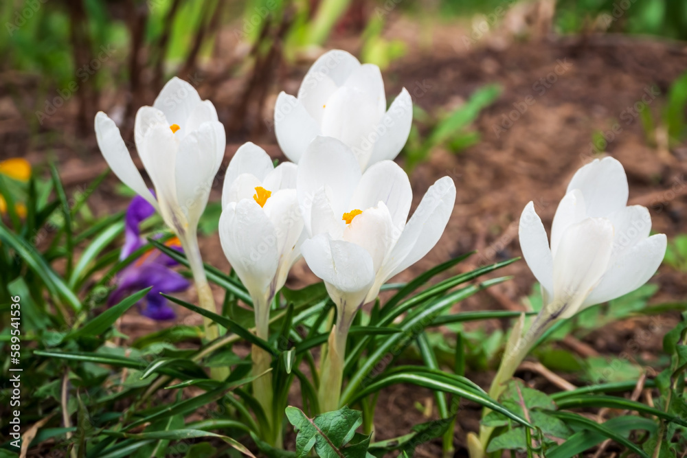 white crocus flowers grow in spring flower garden white crocus flowers grow in spring flower garden