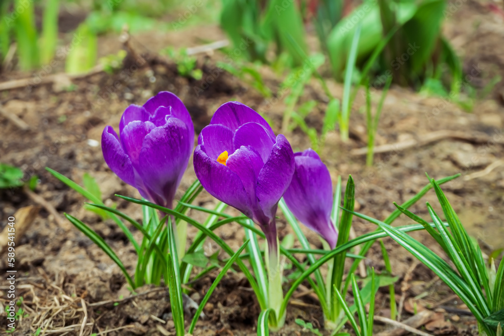 purple crocus flowers grow in spring flower garden purple crocus flowers grow in spring flower garden