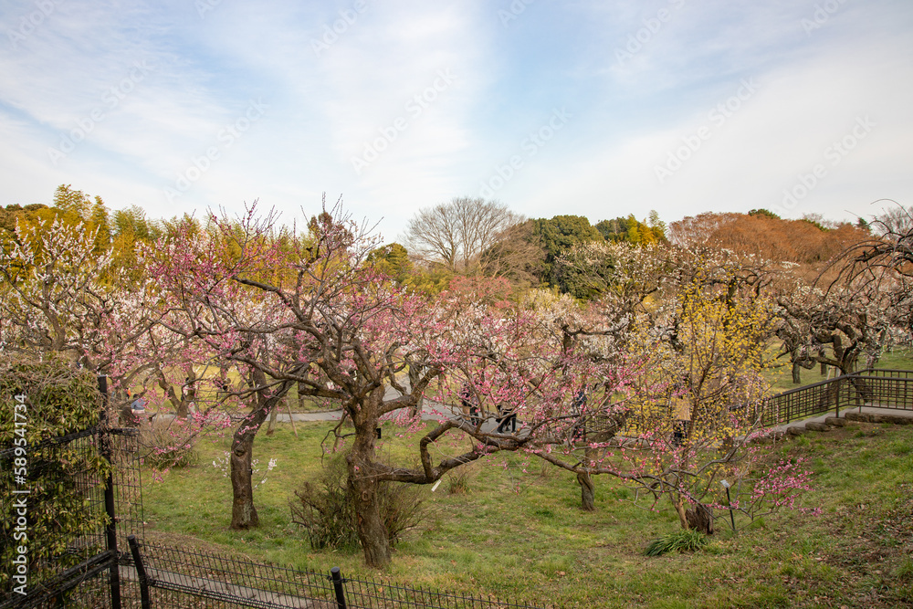 Plum blossoms at Jindai Botanical Garden, Tokyo, Japan Plum blossoms at Jindai Botanical Garden, Tokyo, Japan